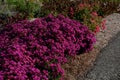 autumn flowerbed with perennials and grasses in a square with Royalty Free Stock Photo