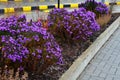 Autumn flowerbed with purple flower perennials and grasses in the square, in the parking lot and in the mountains on a rock with b Royalty Free Stock Photo