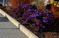 Autumn flowerbed with purple flower perennials and grasses in the square, in the parking lot and in the mountains on a rock with b Royalty Free Stock Photo