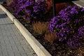 Autumn flowerbed with purple flower perennials and grasses in the square, in the parking lot and in the mountains on a rock with b Royalty Free Stock Photo