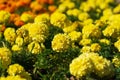 Autumn flowering of marigolds of different colors close-up Royalty Free Stock Photo