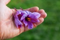 Crocus sativus flowers in hand. Autumn harvest of saffron. Cultivation of saffron. Royalty Free Stock Photo
