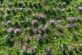 The autumn flowering period of crocus sativus. Harvesting saffron. Top view. Royalty Free Stock Photo