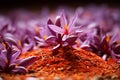 Autumn-flowering Saffron crocus. Generative AI