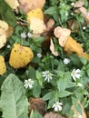 Autumn flowering. Small flowers of white color grow among fallen autumn leaves. Royalty Free Stock Photo