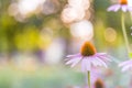 Autumn flowers background. Beautiful autumn nature, colorful flowers with blurred bokeh nature landscape Royalty Free Stock Photo