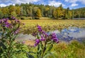 Autumn flowers blooming by the lake Royalty Free Stock Photo