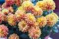 Autumn flowers-blooming yellow garden mums-Chrysanthemum, Background from a bouquet of yellow chrysanthemums. Royalty Free Stock Photo