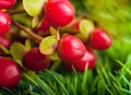 Autumn flowers, bouquet from gerber Royalty Free Stock Photo