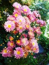 Autumn flowers bush asters pink Royalty Free Stock Photo