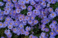 autumn flowers on a flower bed in the rain Royalty Free Stock Photo