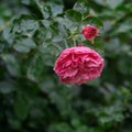 autumn flowers on a flower bed in the rain Royalty Free Stock Photo