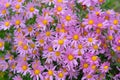 autumn flowers on a flower bed in the rain Royalty Free Stock Photo