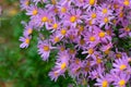 autumn flowers on a flower bed in the rain Royalty Free Stock Photo