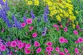 Autumn flowers on a garden flowerbed, Italy