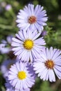 Autumn flowers of lilac aster in garden