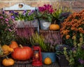 Autumn flowers outdoor