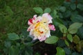 The painter`s rose `Camille Pissarro` is a red, pink, white and yellow variegated, frequently blooming floribunda rose. Berlin