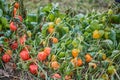 Autumn flowers.photo Royalty Free Stock Photo