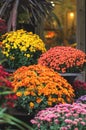 Autumn flowers are pink, burgundy, orange. Bright chrysanthemums in pots on the steps of a flower shop