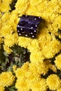 Autumn flowers in a pot. Yellow Chrysanthemum. Next is a gift in a square box.