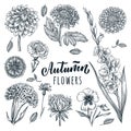 Autumn flowers set. Vector hand drawn sketch illustration. Blooming garden plants and floral design elements Royalty Free Stock Photo