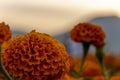 Autumn flowers, summer blossoming orange gerbera flower background, fall floral festive card Royalty Free Stock Photo