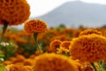 Autumn flowers, summer blossoming orange gerbera flower background, fall floral festive card Royalty Free Stock Photo