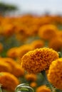 Autumn flowers, summer blossoming orange gerbera flower background, fall floral festive card Royalty Free Stock Photo