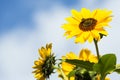 Autumn flowers sunflower