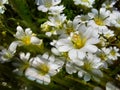 autumn flowers in ukraine Royalty Free Stock Photo