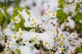 Autumn flowers under early snow. chamomile in winter