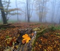 Autumn foggy atmosphere in the forest, fallen colorful leaves, old fallen tree trunk Royalty Free Stock Photo