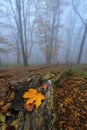 Autumn foggy atmosphere in the forest, fallen colorful leaves, old fallen tree trunk. Royalty Free Stock Photo