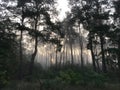 Autumn foggy day into the forest