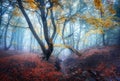 Autumn foggy forest. Mystical autumn forest in blue fog Royalty Free Stock Photo