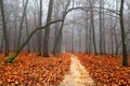 Autumn foggy landscape