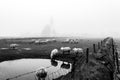 Autumn foggy morning, sheep in front of the church of Den Hoorn on Texel island in the Netherlands Royalty Free Stock Photo