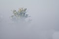 Autumn on a Foggy Silent Morning in the Marsh