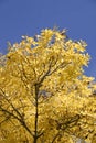 Autumn Foilage. Royalty Free Stock Photo