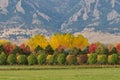 Autumn Foliage