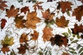 Autumn foliage 2