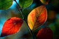 Autumn foliage Royalty Free Stock Photo