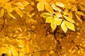 Autumn foliage