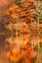 Autumn foliage Royalty Free Stock Photo