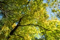 Autumn foliage against the sky in Beacon Rock State Park, Washington, USA Royalty Free Stock Photo