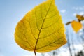 Autumn foliage against the sun