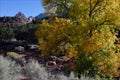 Autumn foliage along the Coalpits Wash Trail, Canaan Mountain Wilderness, Zion National Park, Utah
