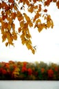 Autumn foliage along a river.