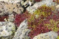 Autumn foliage - Alpine tundra in fall colors, Rocky Mountains, USA Royalty Free Stock Photo